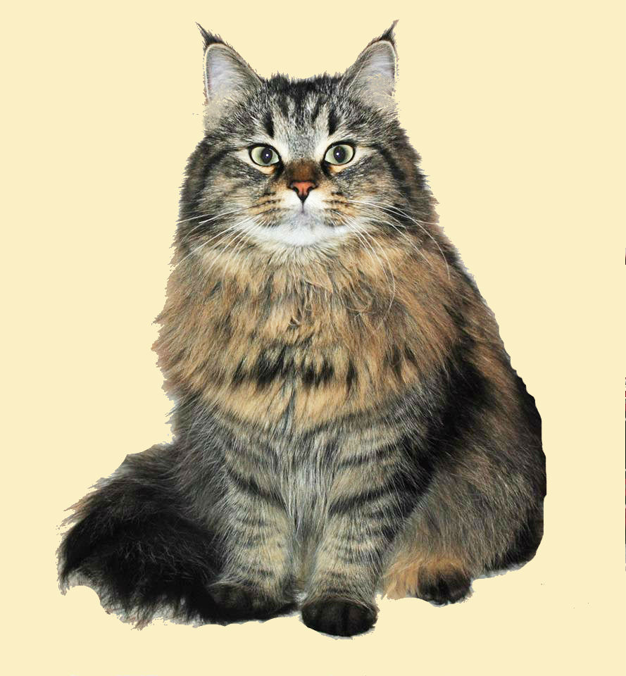 сибирская кошка хаврошечка бараж