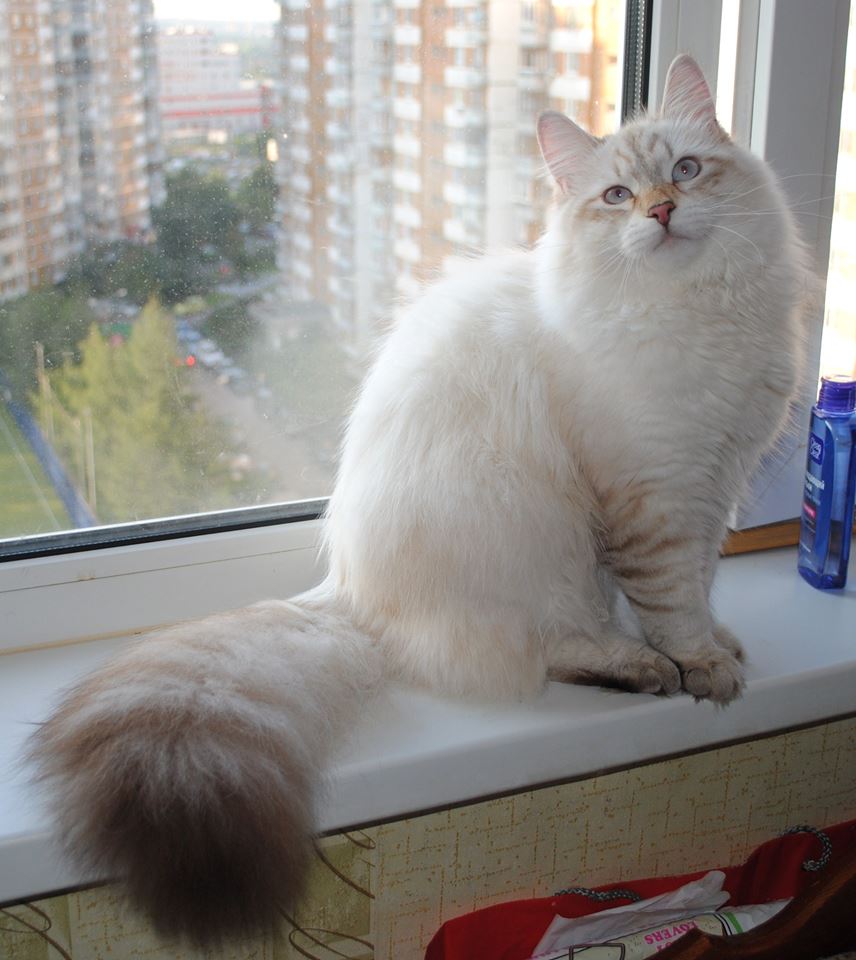 сибирская кошка хаврошечка бараж