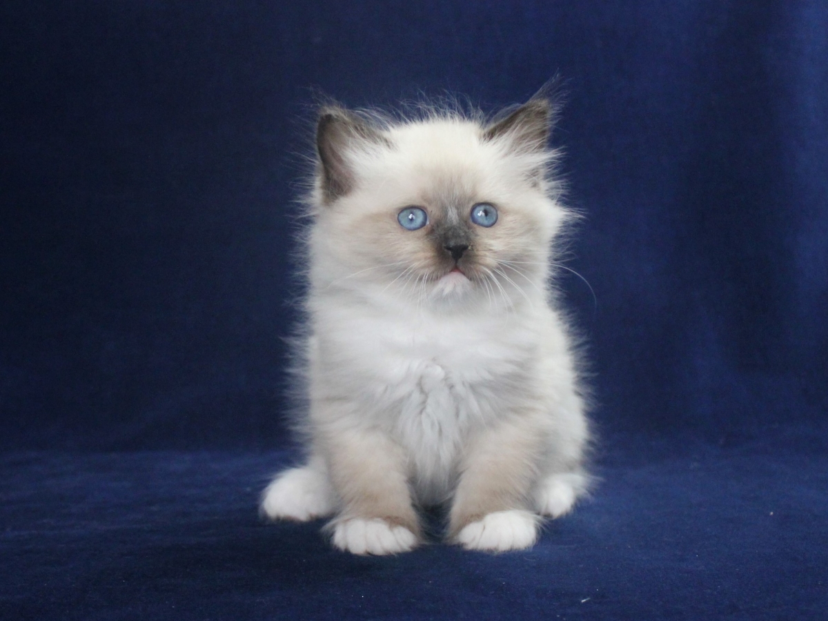 Kittens for sale | The cattery of siberian cats 